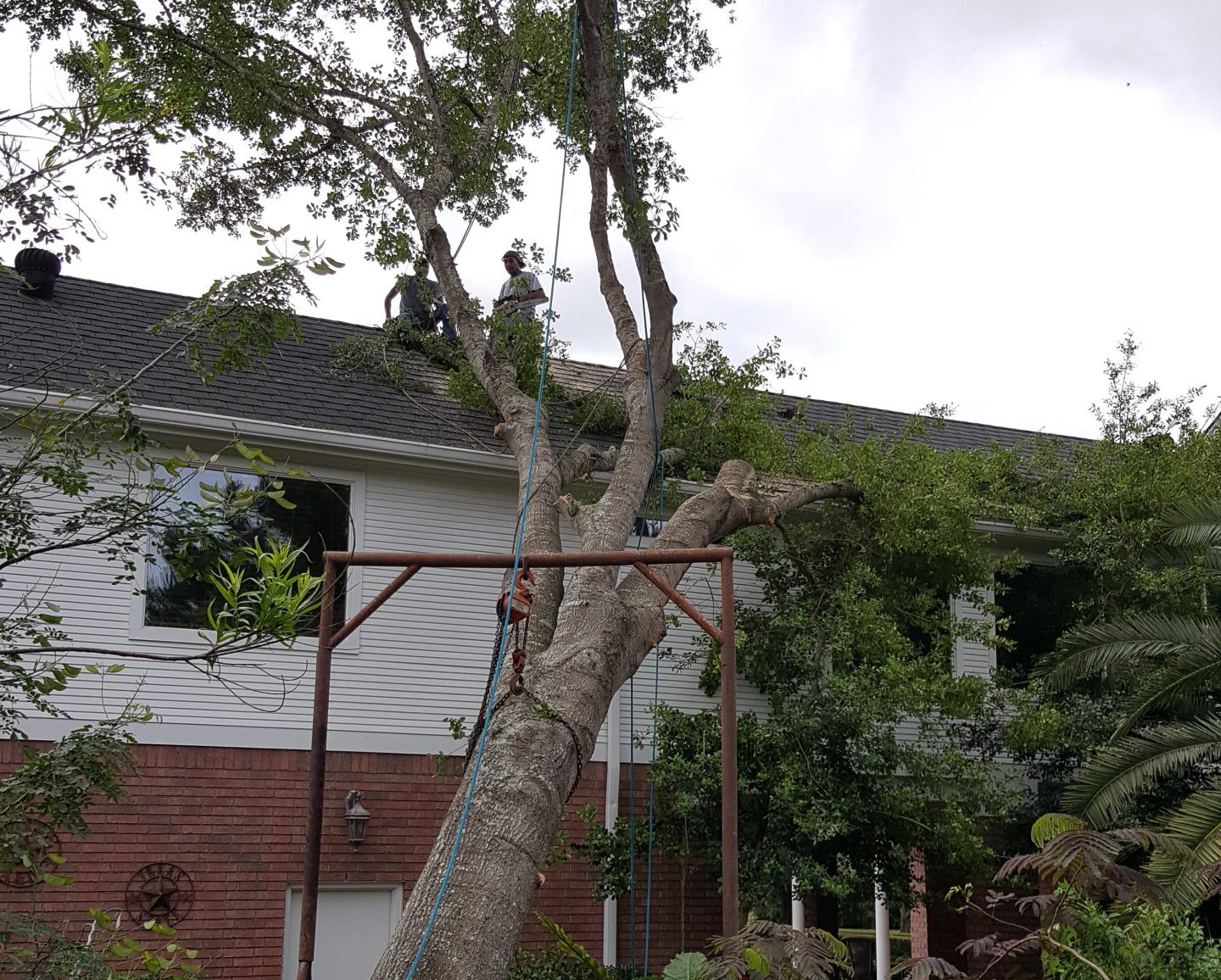 Tree service professionals work on a roof to safely remove a large tree branch threatening the home.