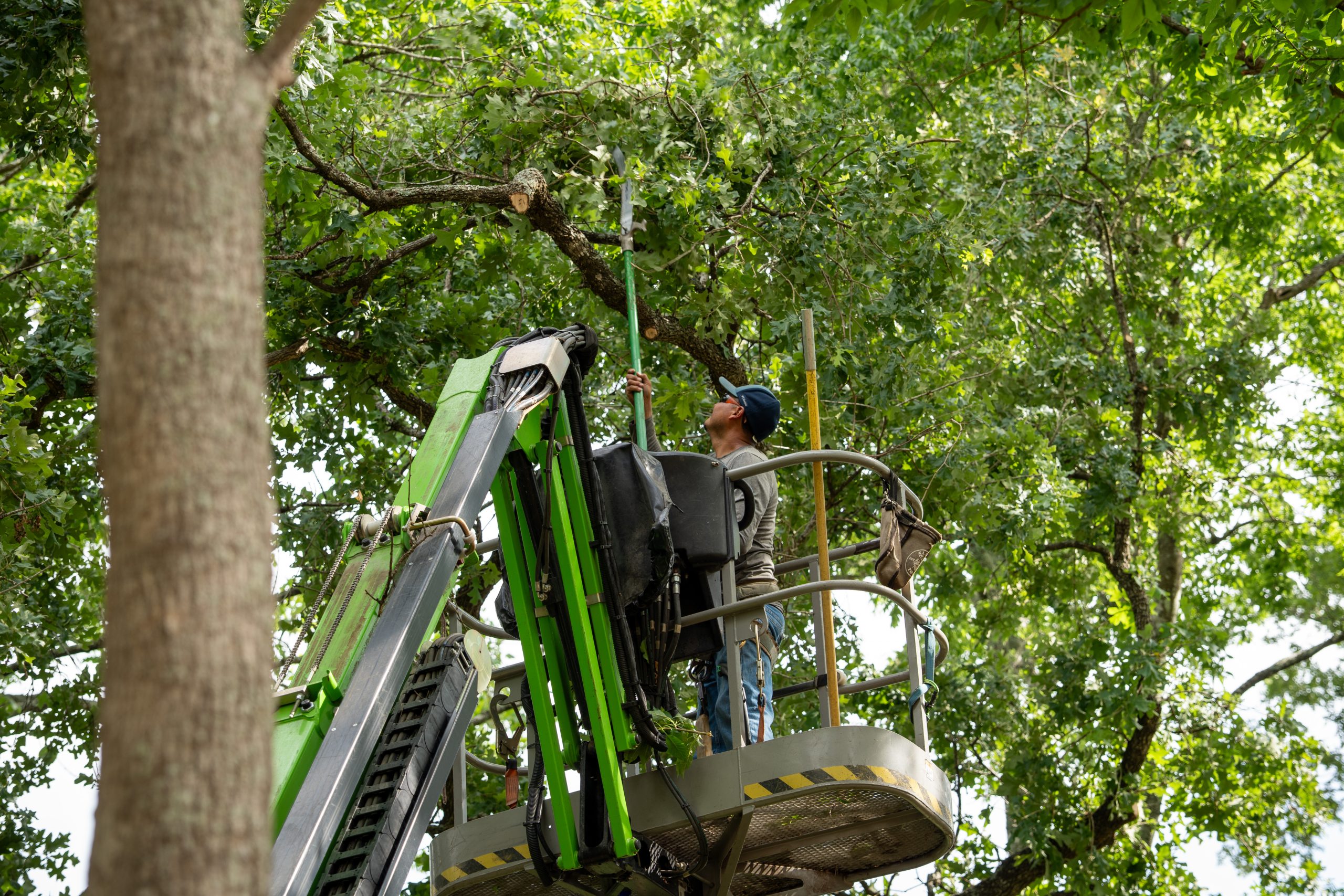 A tree trimmer uses a lift to prune branches for healthier trees in Magnolia, TX, ensuring safety and vitality.